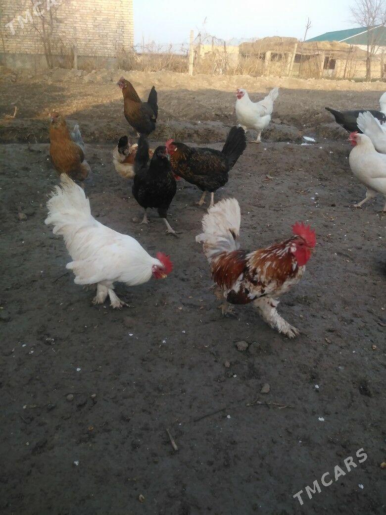 Yaponcık - Çärjew - img 1