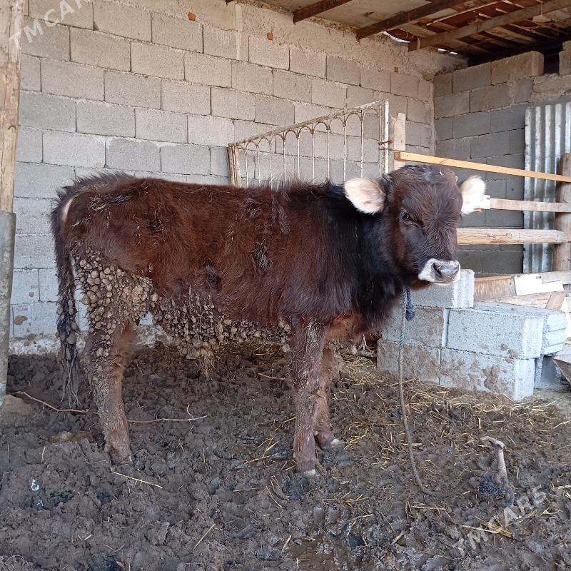 okuz - Кипджак - img 1