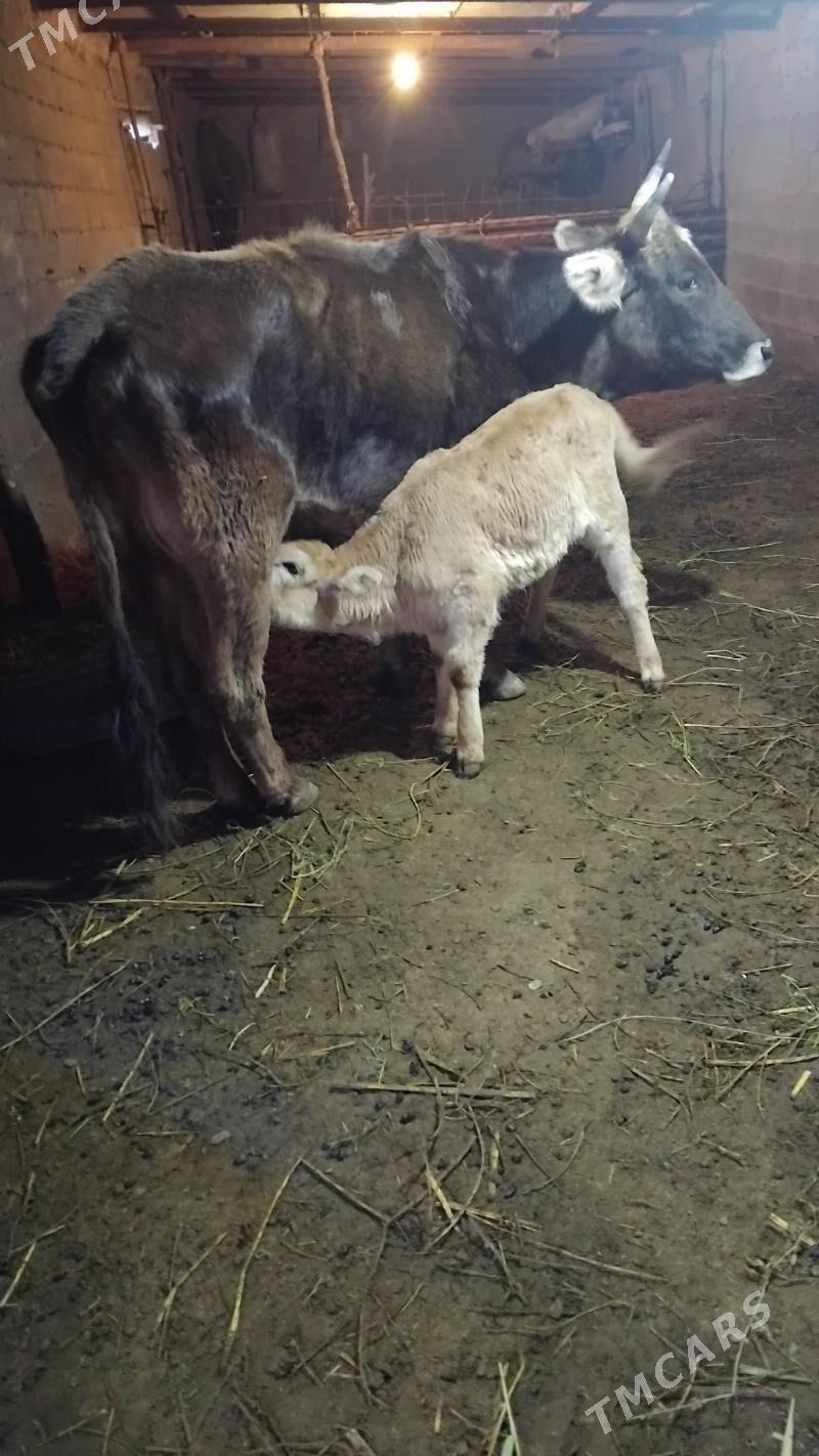 göleli sygyr - Бахарден - img 1