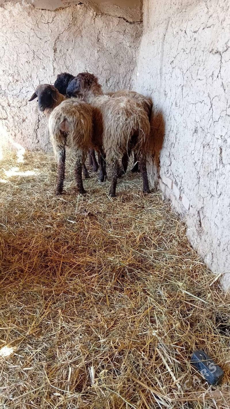 goyun bogaz - Кака - img 1