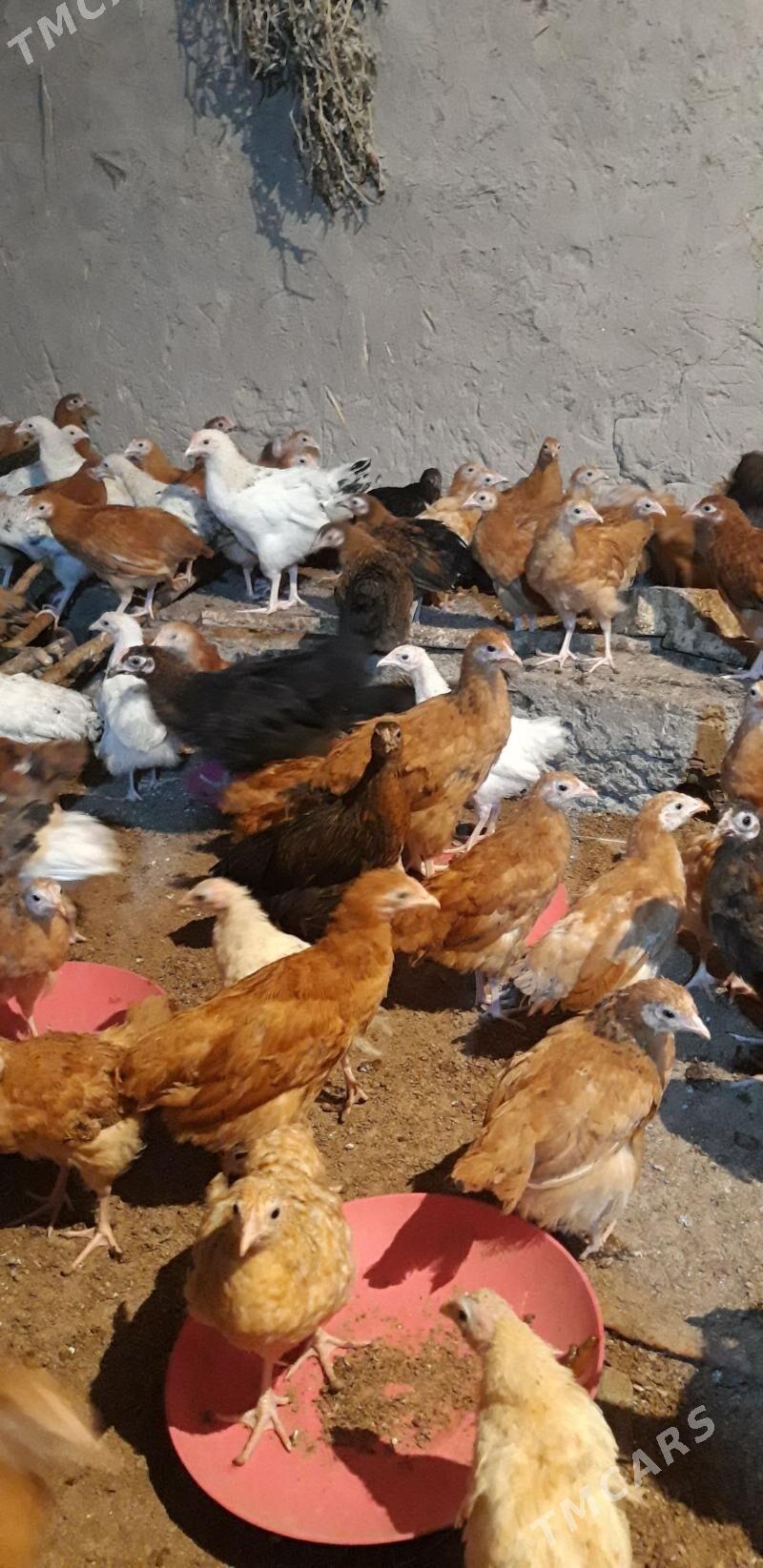 Jüýje - Губадаг - img 1