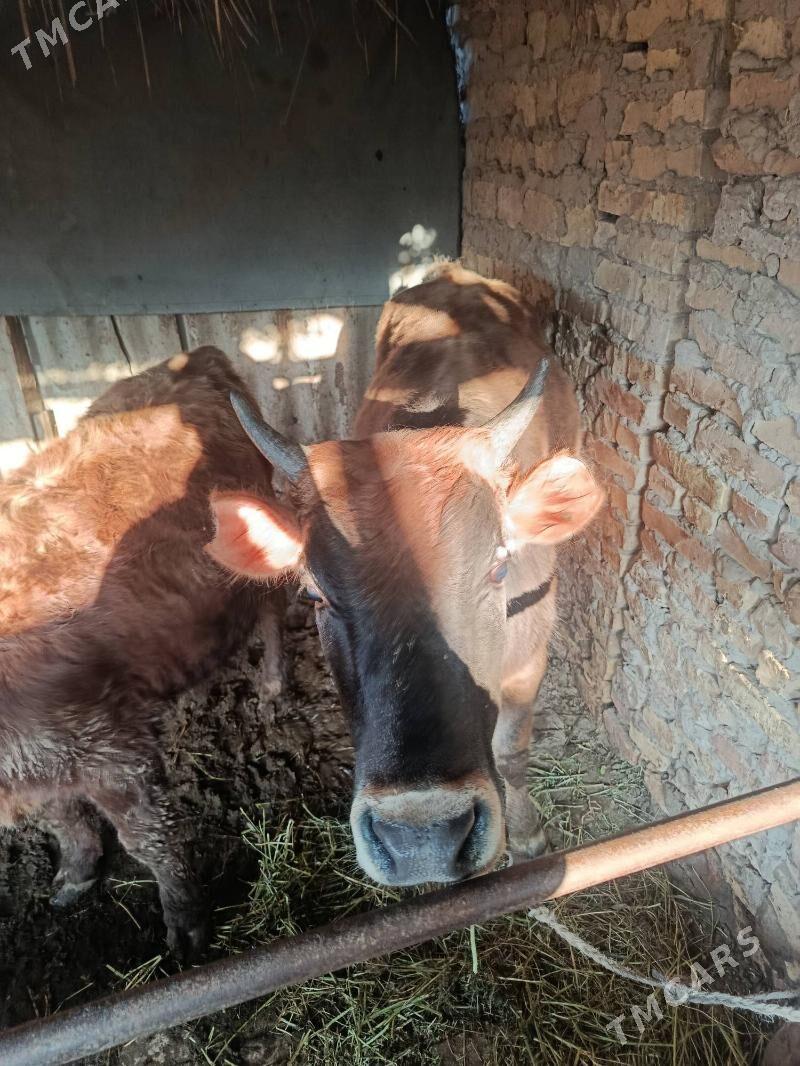 Okuzler - Фарап - img 1