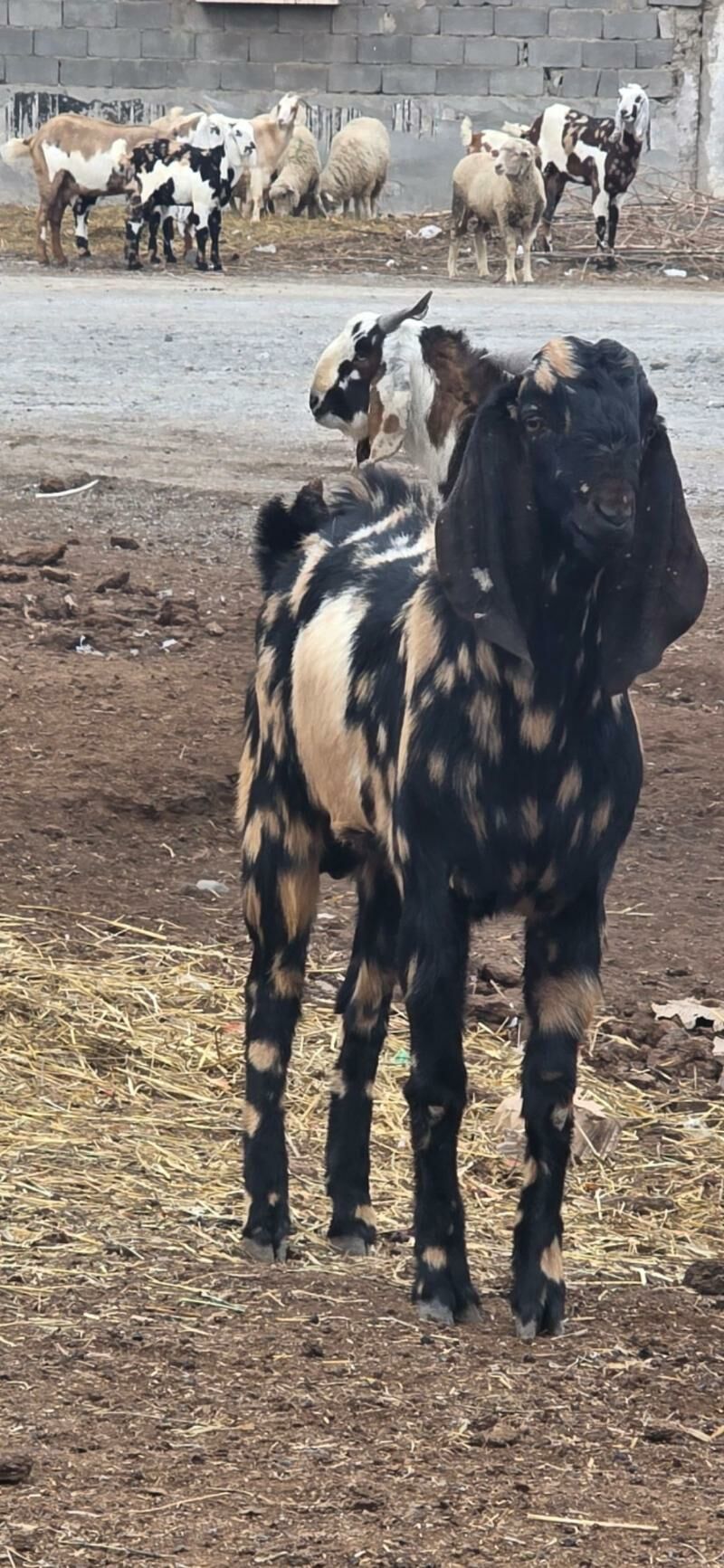 tekeler - Бузмеин - img 1