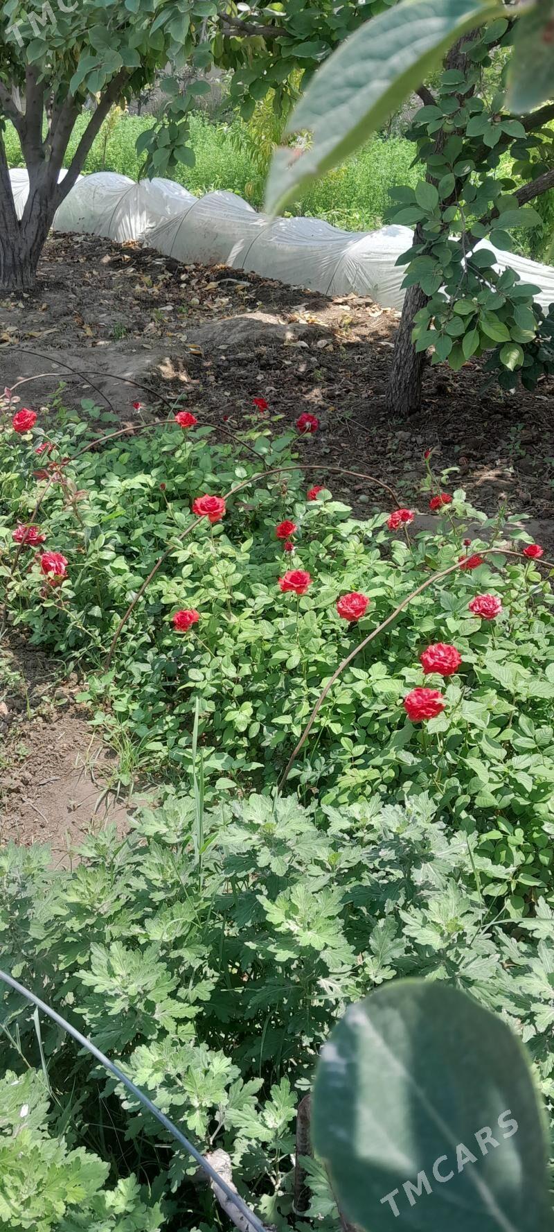 Bägül şitil - Arkadag - img 1