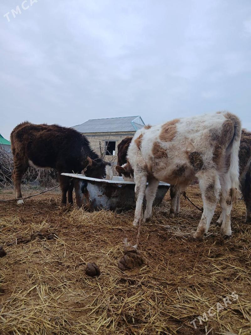 Göleli sygyr - Гёкдепе - img 1