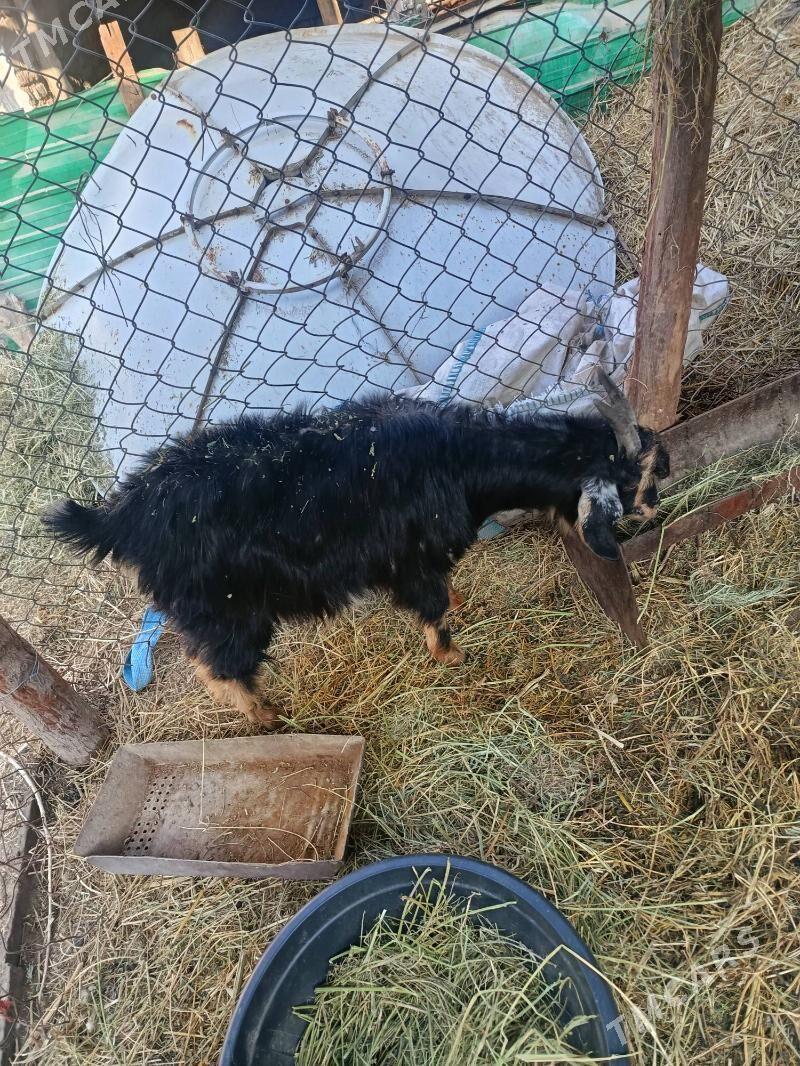 Geciler - Фарап - img 1