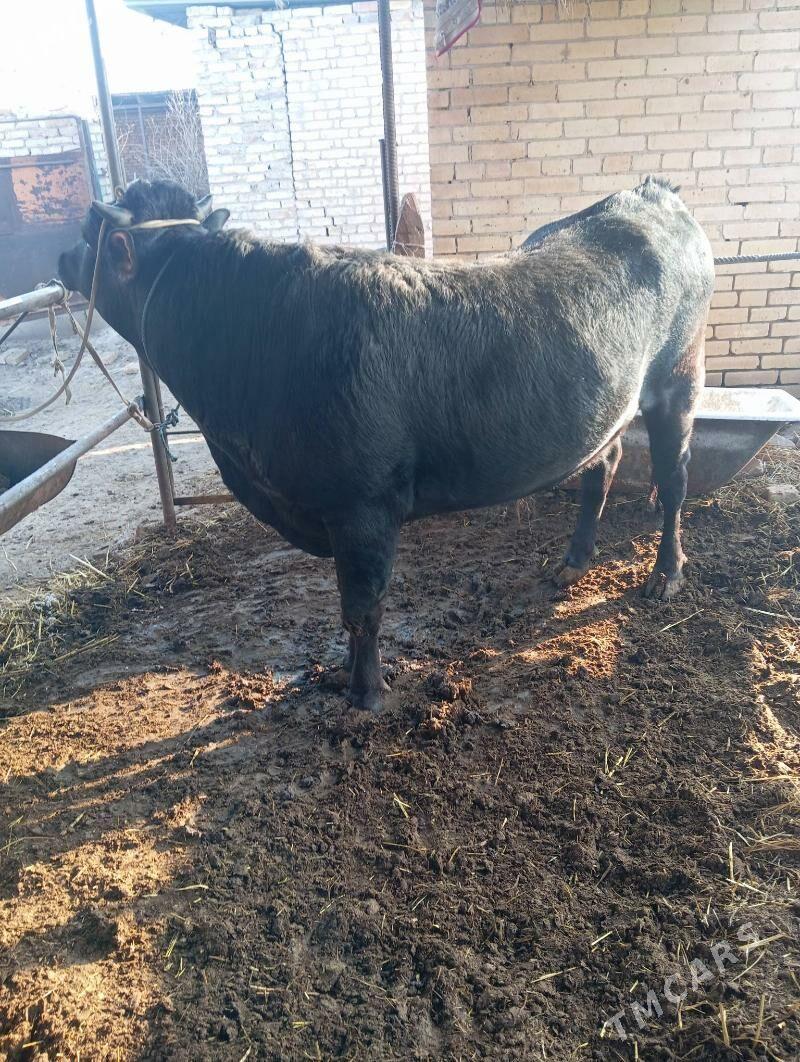 Okuz - Çärjew - img 1