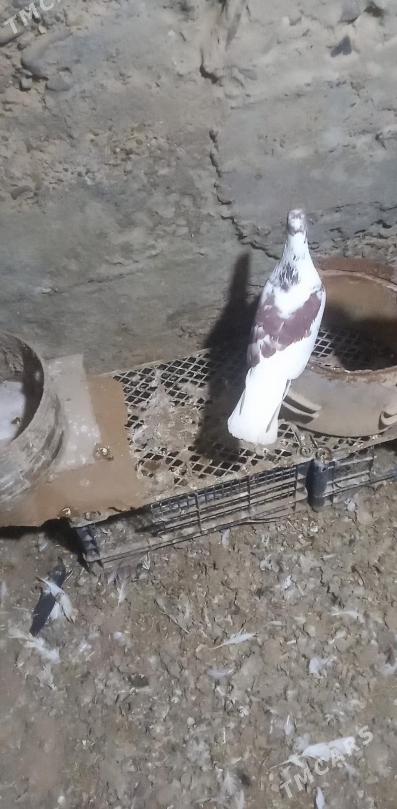 Kepderi - Gyzylarbat - img 1