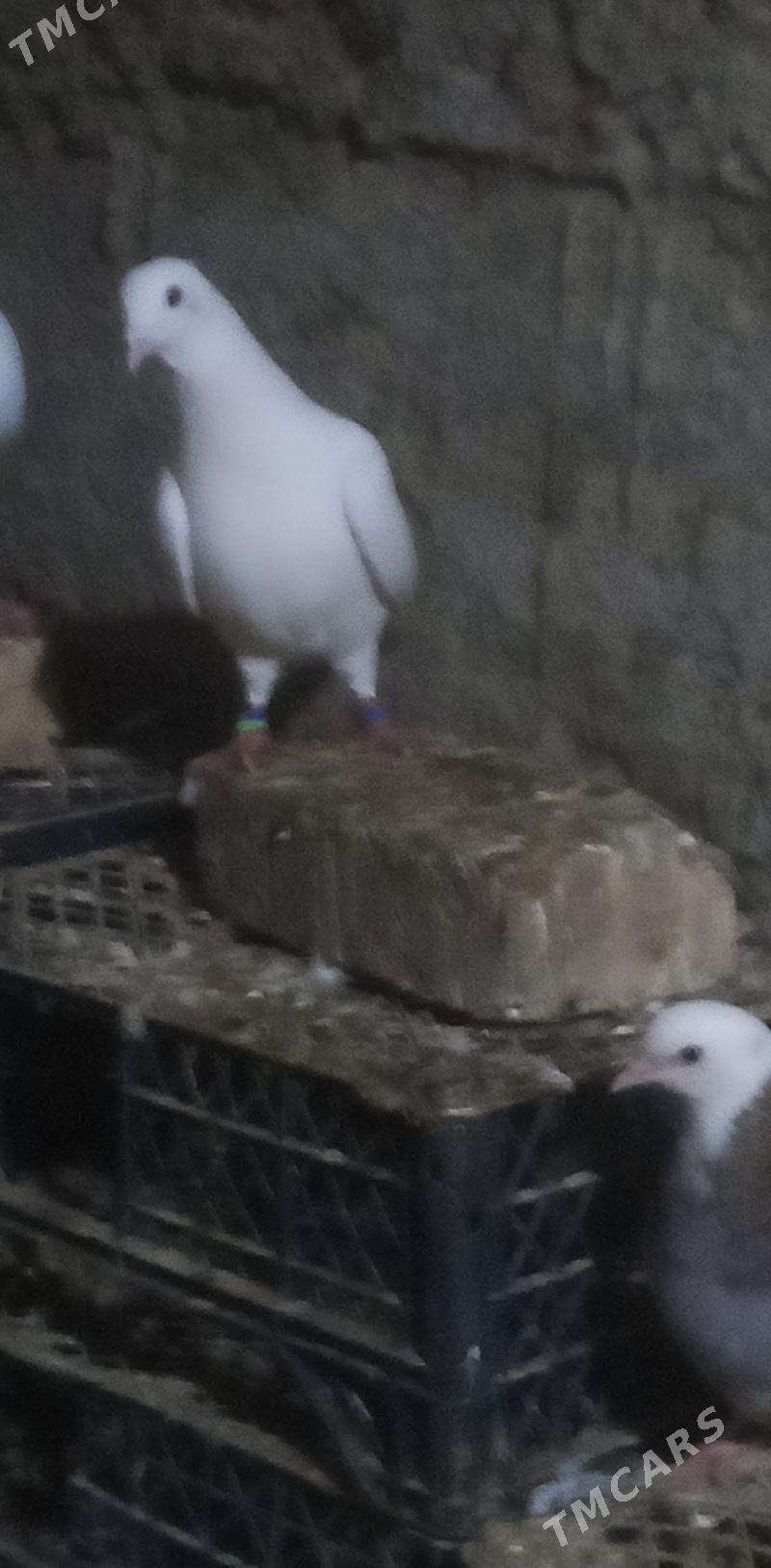 Kepderi - Гызыларбат - img 1