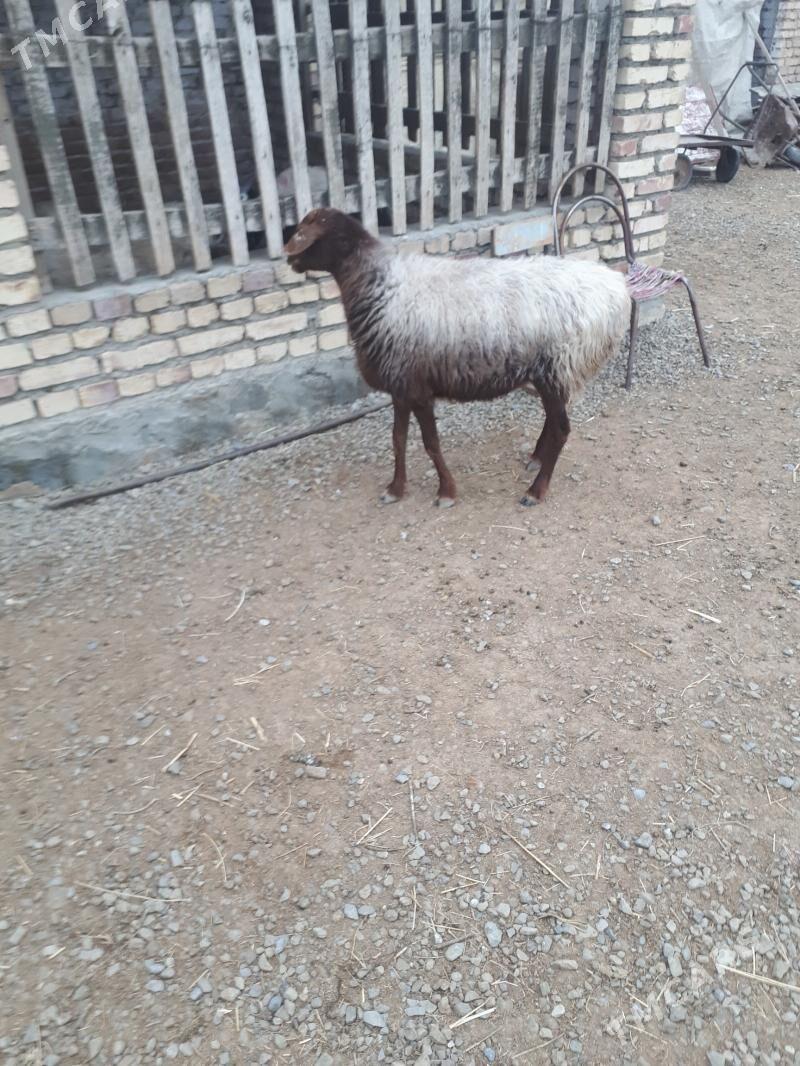 goýun - Берекет - img 1