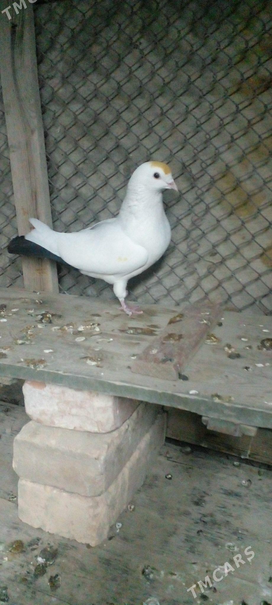 кепдери - Änew - img 1