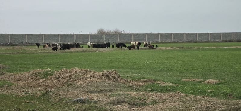 Yer mellek - Gökdepe - img 1