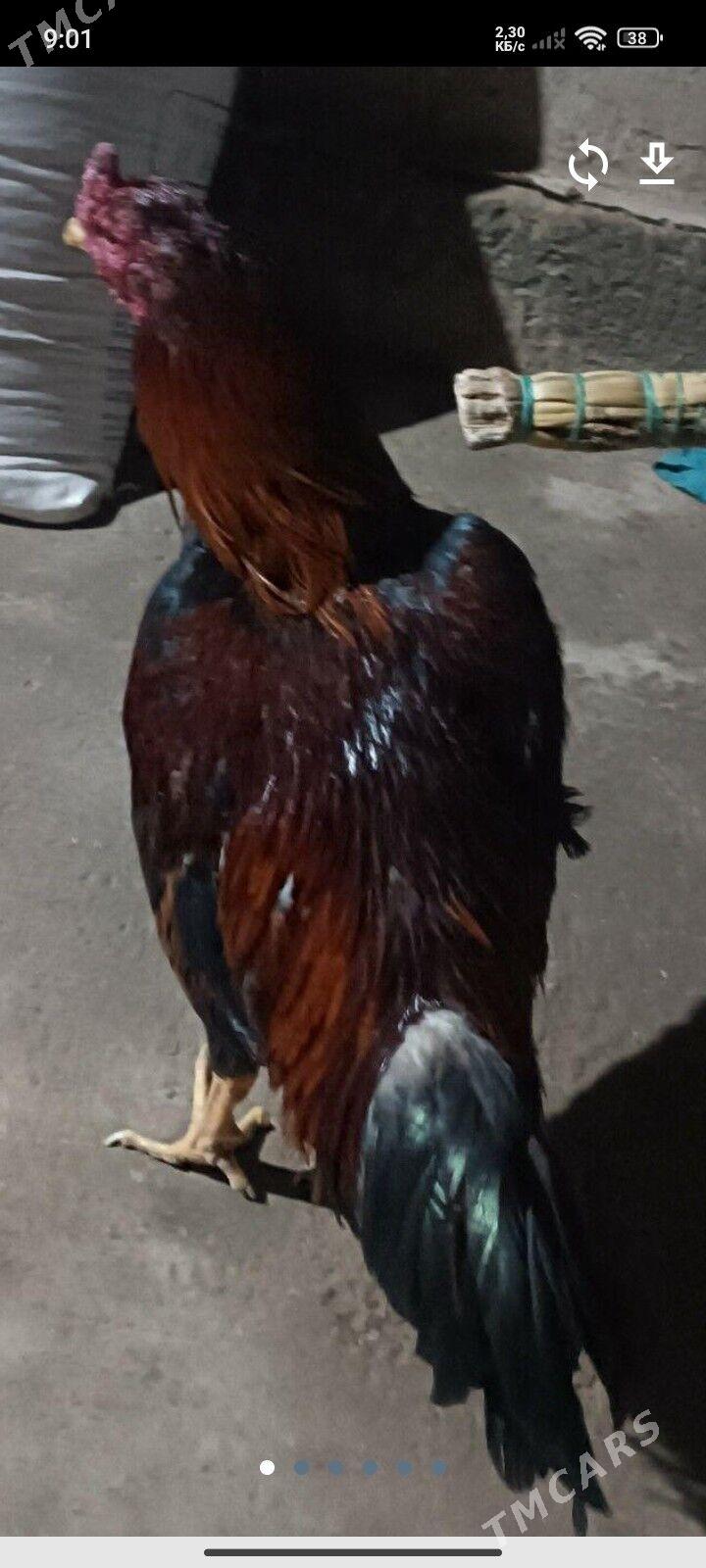 horaZ horaz - Дянев - img 1