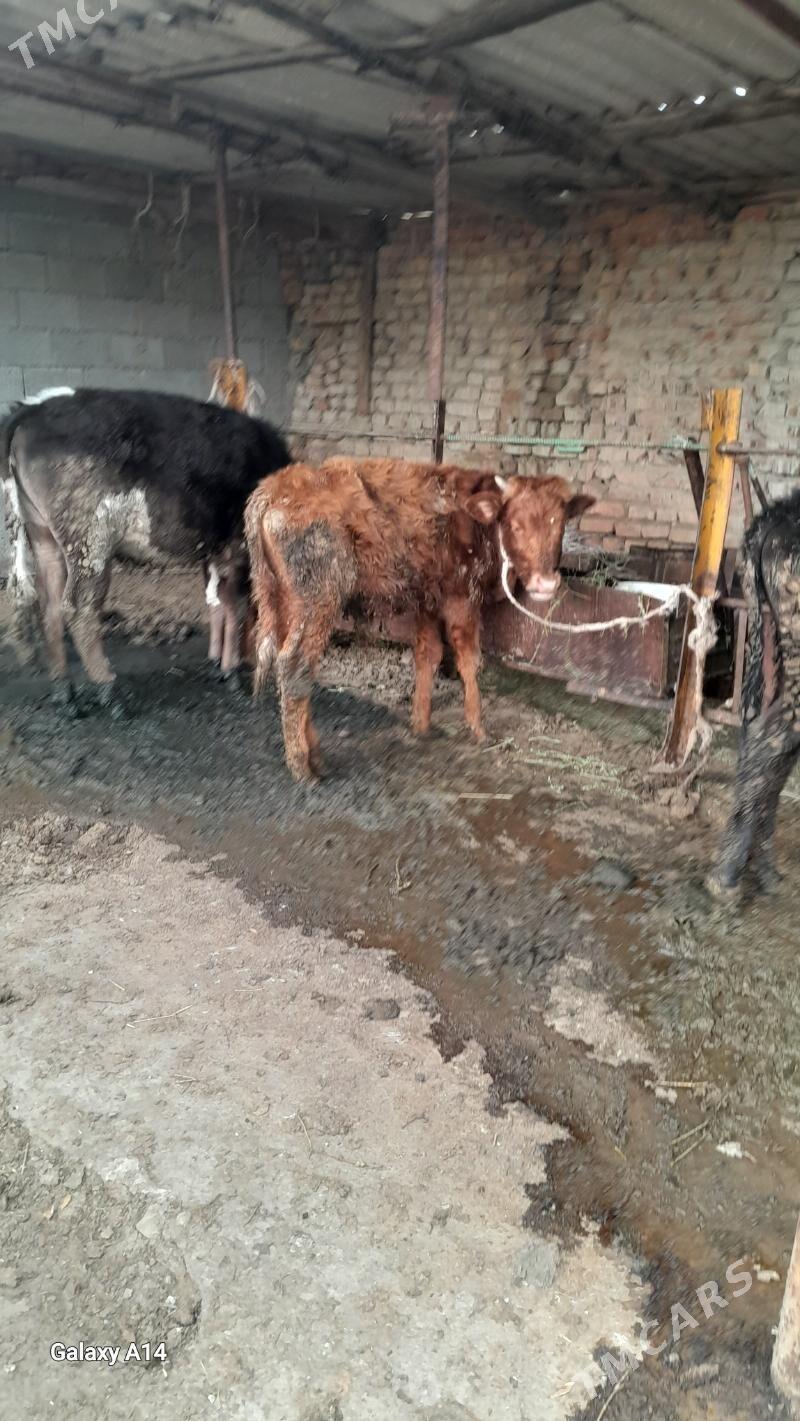 okuz okuzce gole - Bäherden - img 1