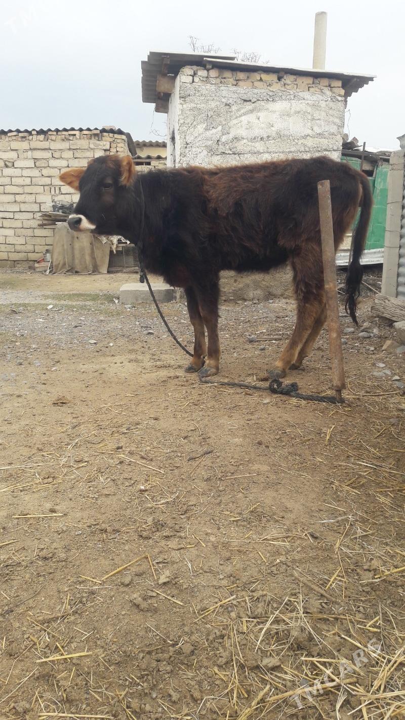 tuwe - Гёкдепе - img 1