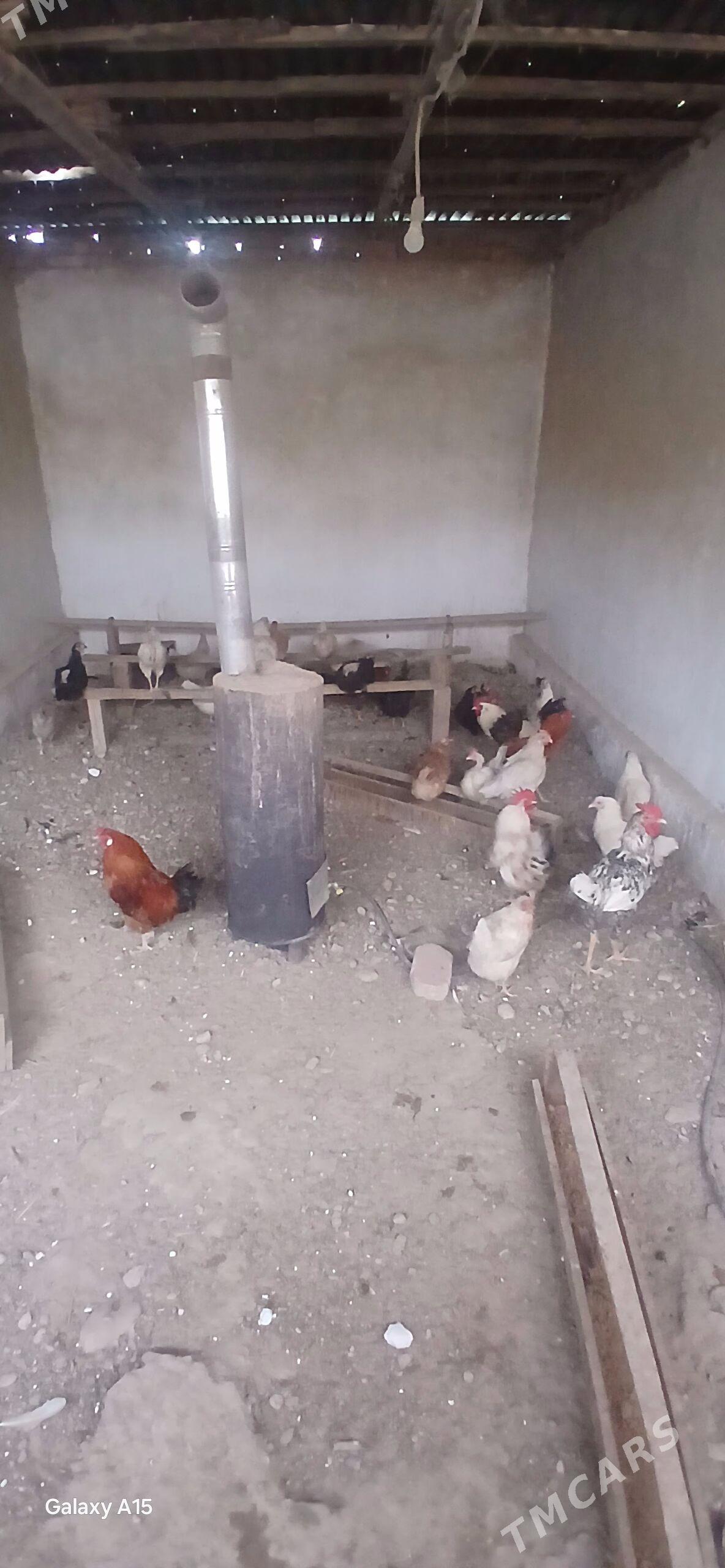 towuklar - Balkanabat - img 1