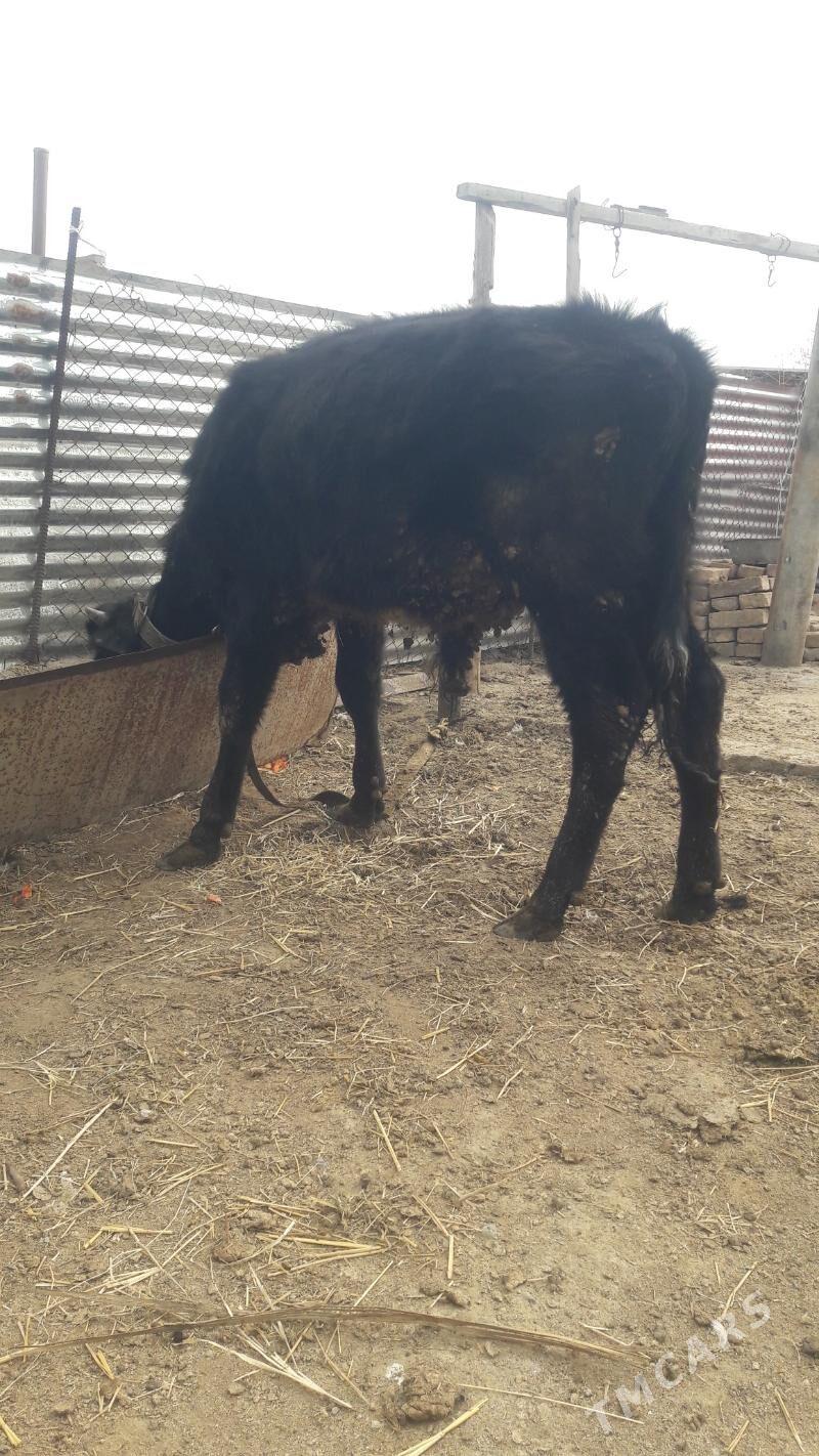 okuz - Gökdepe - img 1