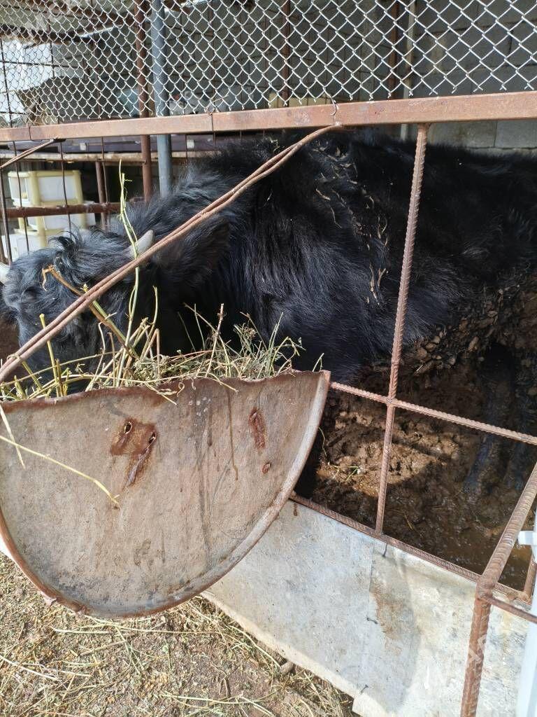 öküz - Gökdepe - img 1