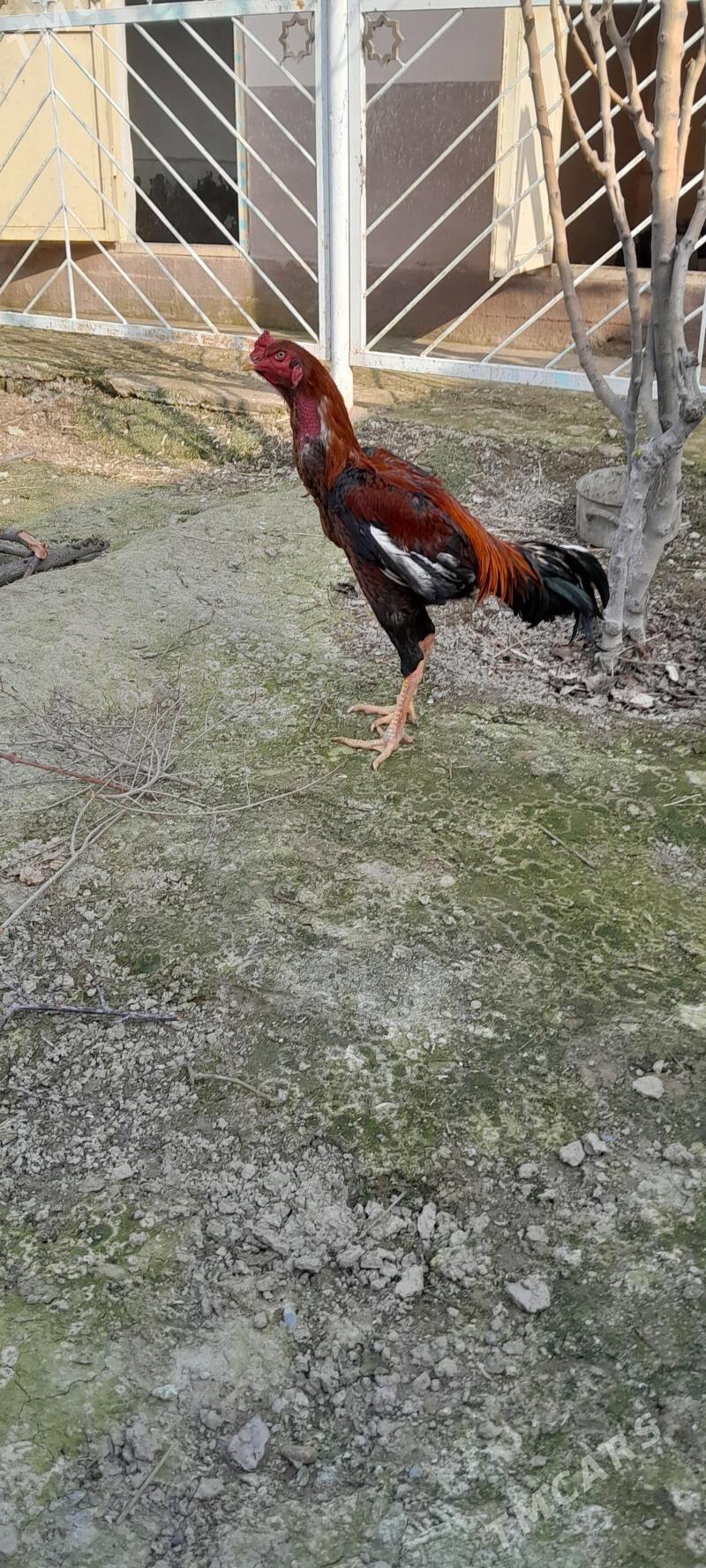 taşkent horaz - Bäherden - img 1