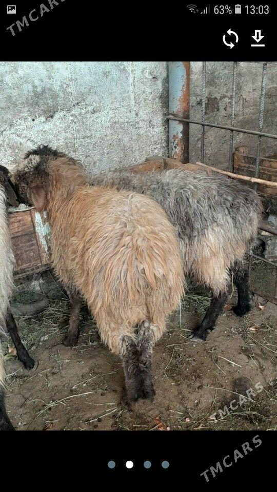 Issek - Хитровка - img 1