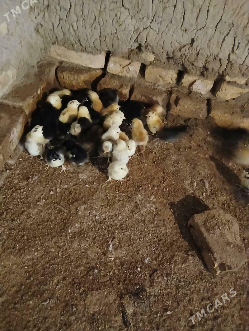 juje - Сакар - img 1