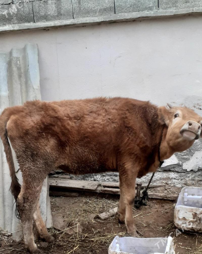 tuwe - Garadamak - img 1