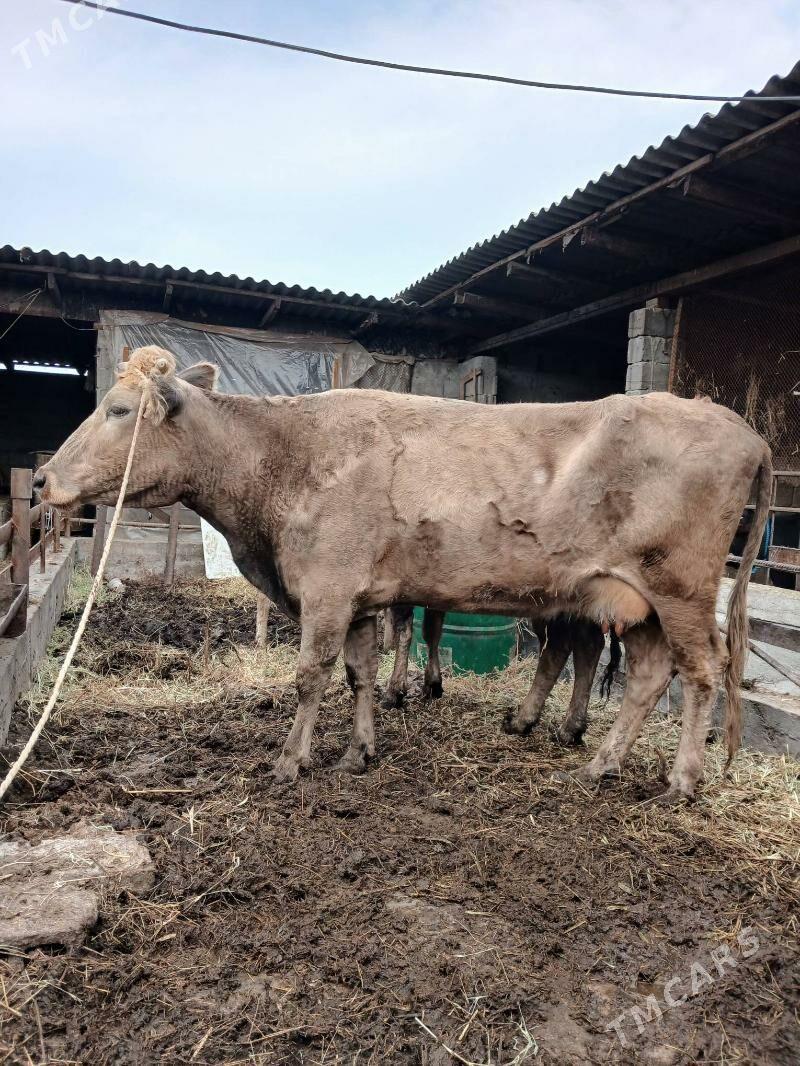 sygyr - Херрикгала - img 1