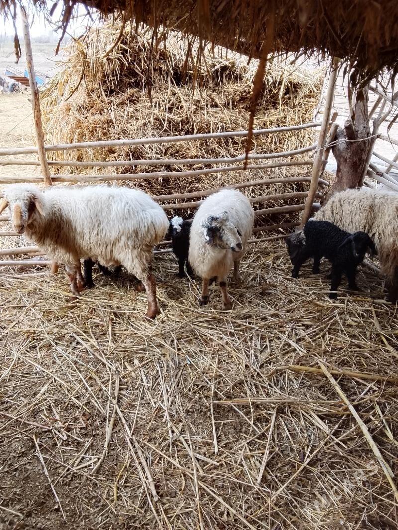 3 sany guzuly goýun - Гурбансолтан Едже - img 1