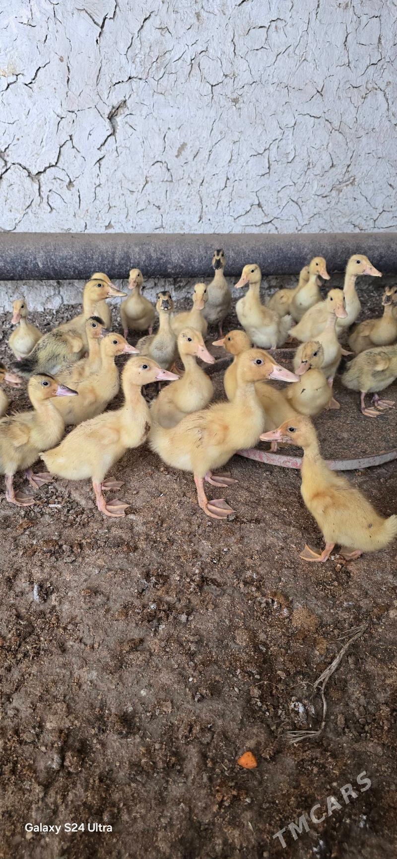 Ordek juyje - Гёкдепе - img 1