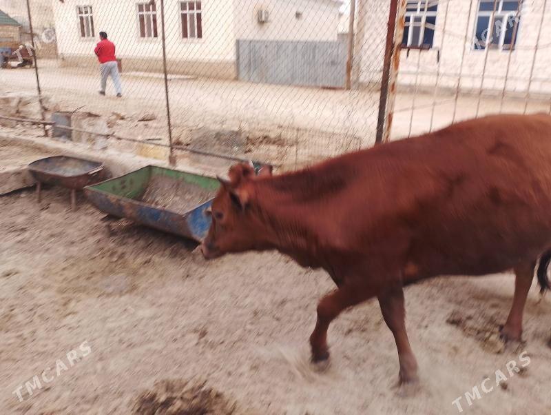 gaçar - Balkanabat - img 1