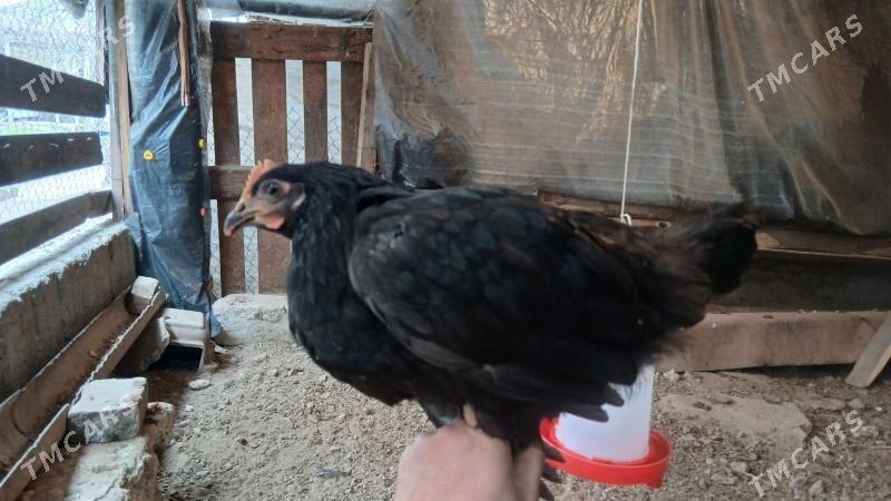 GARA JÜJE - Bagyr - img 1