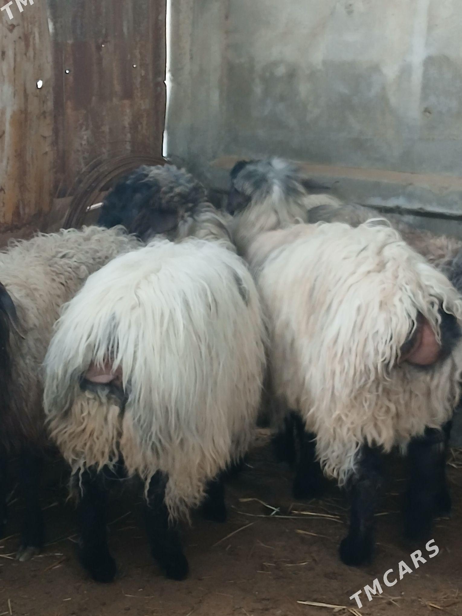 işek - Гёкдепе - img 1