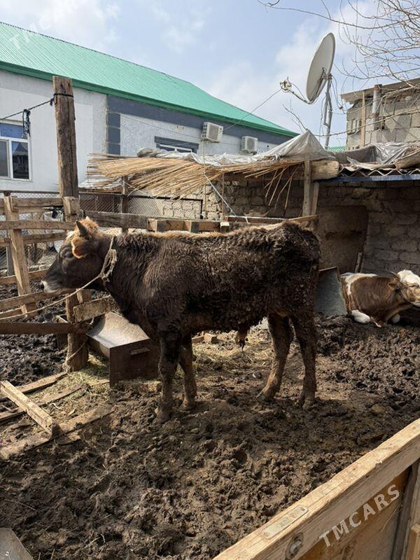 öküz - Гарадамак - img 1