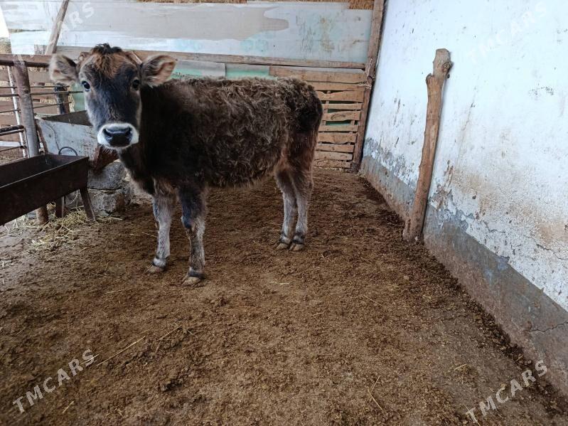 Tüwe şwet - Ашхабад - img 1