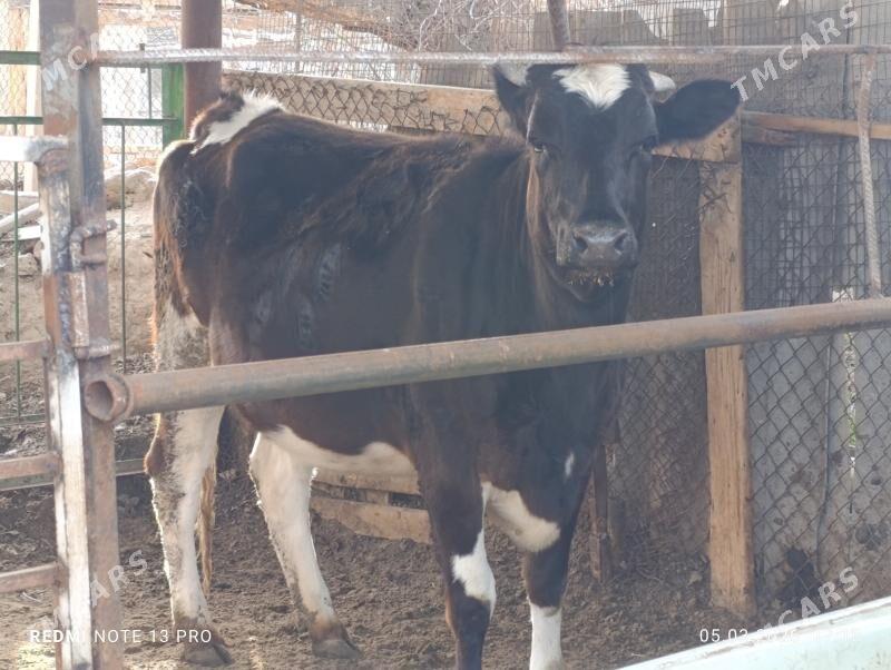 Bogaz tüwe - Ашхабад - img 1