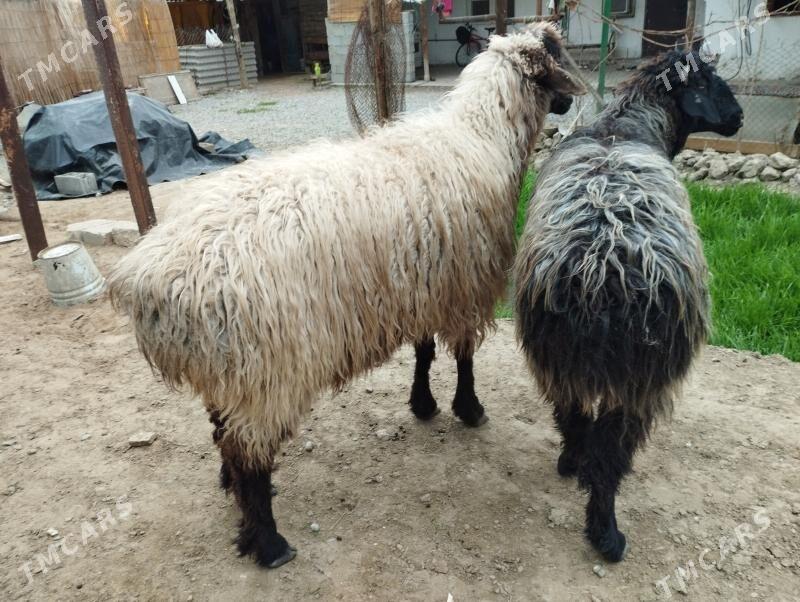 Bakylan Öweçler - Анев - img 1