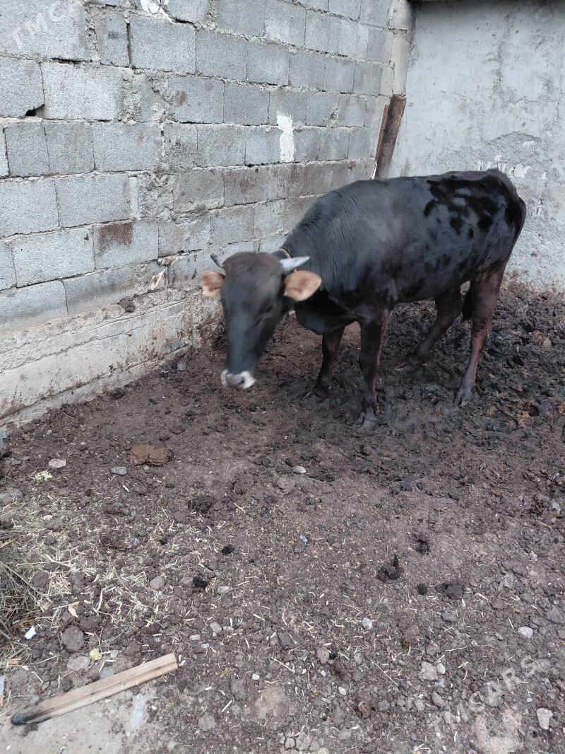 Tuwe yasjyk - Garadamak - img 1