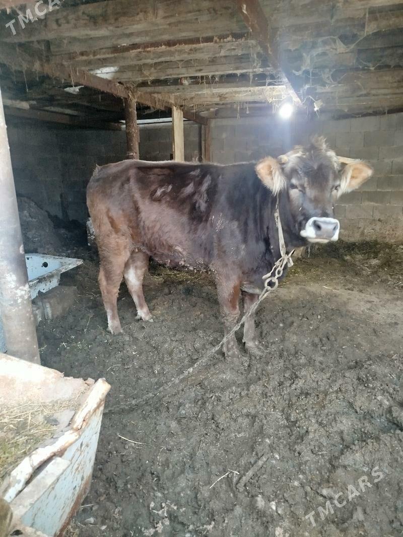 tuwe - Ak bugdaý etraby - img 1