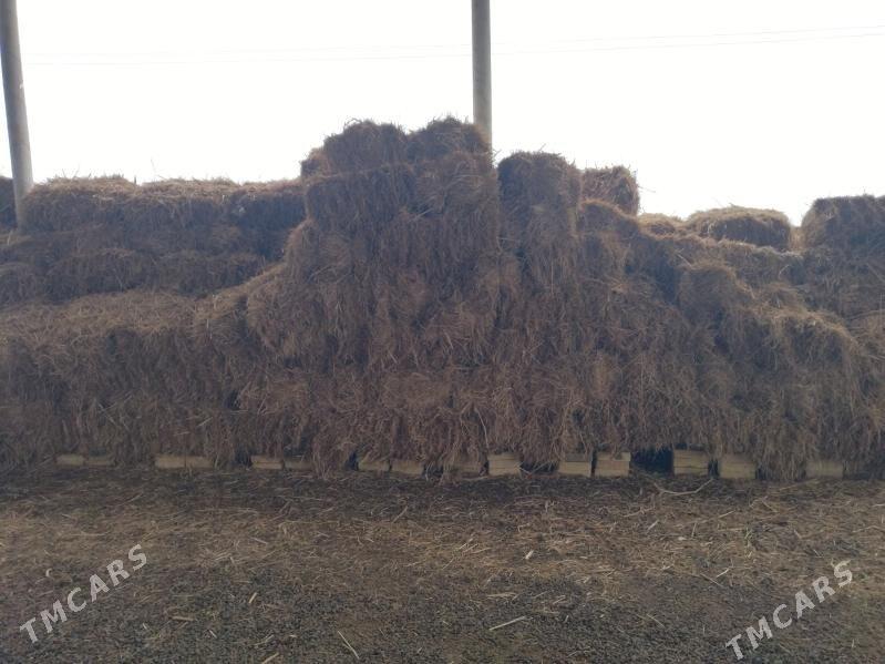 kip oty - Векильбазар - img 1