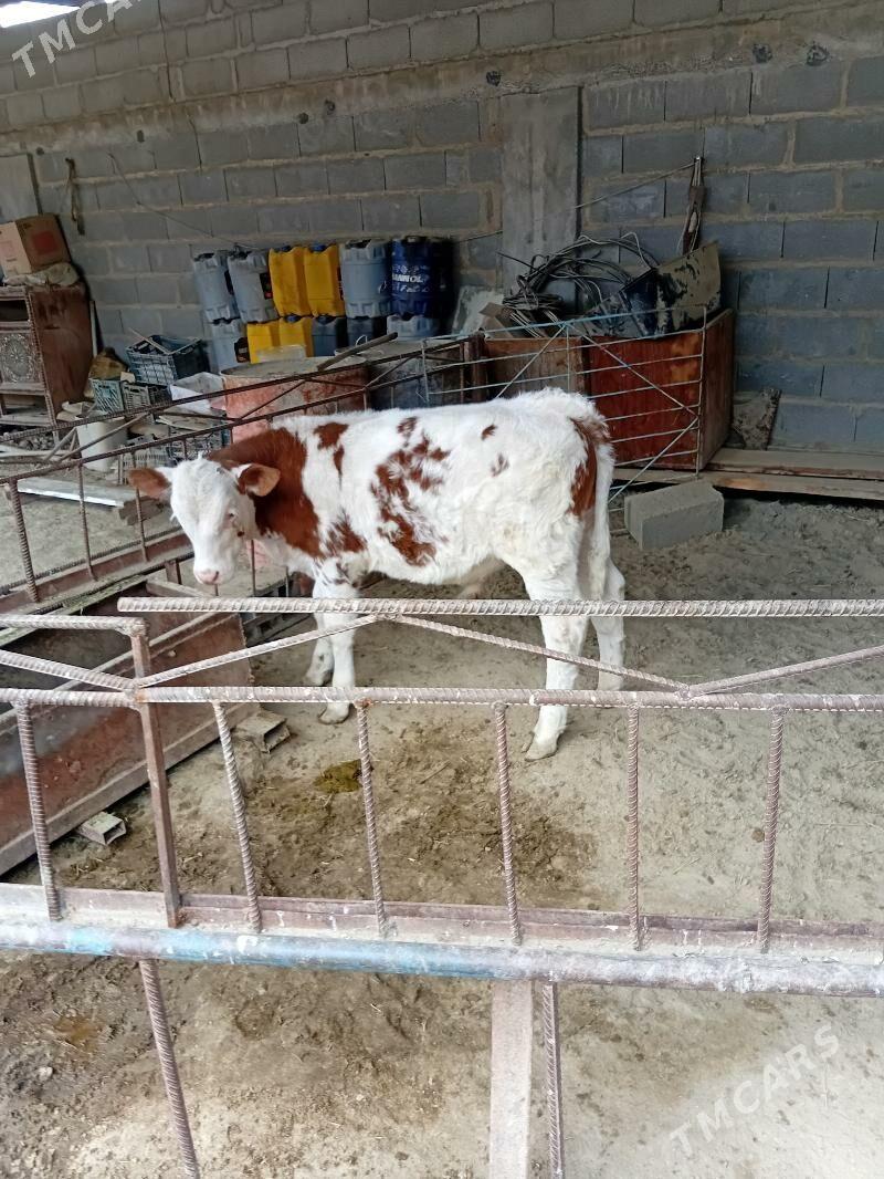 okuz - Ашхабад - img 1