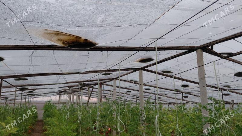 teplissa parnik - Херрикгала - img 1