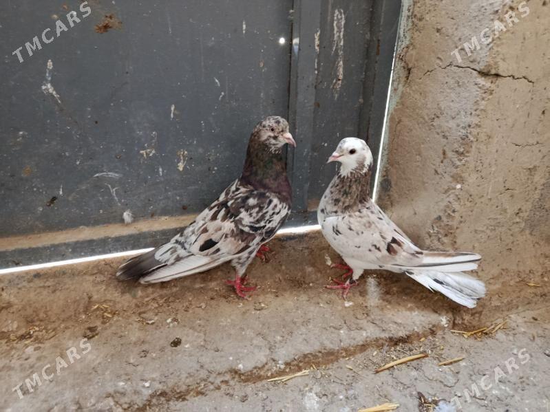 kepderi. - Гызыларбат - img 1