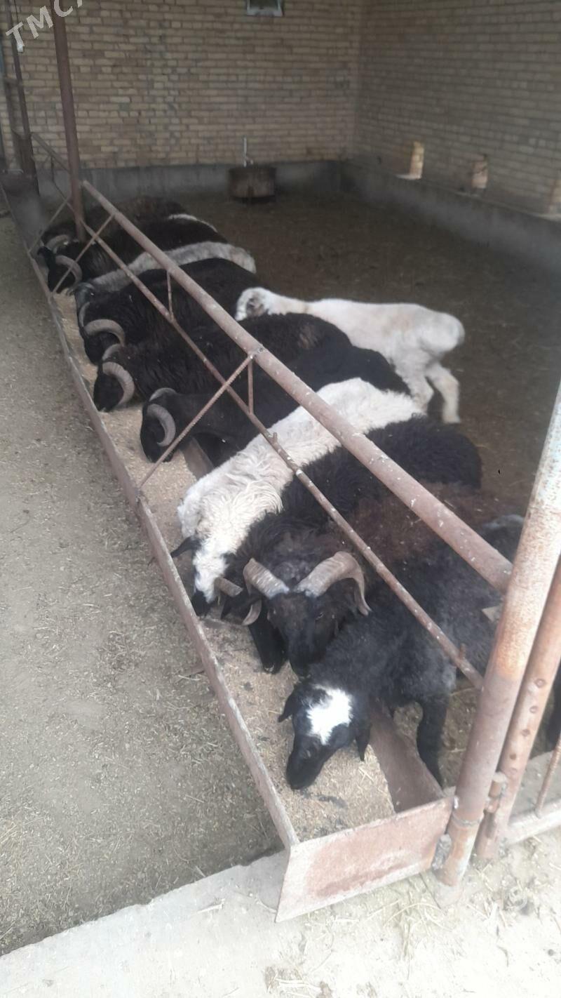 gockarlar goyunlar - Чарджоу - img 1