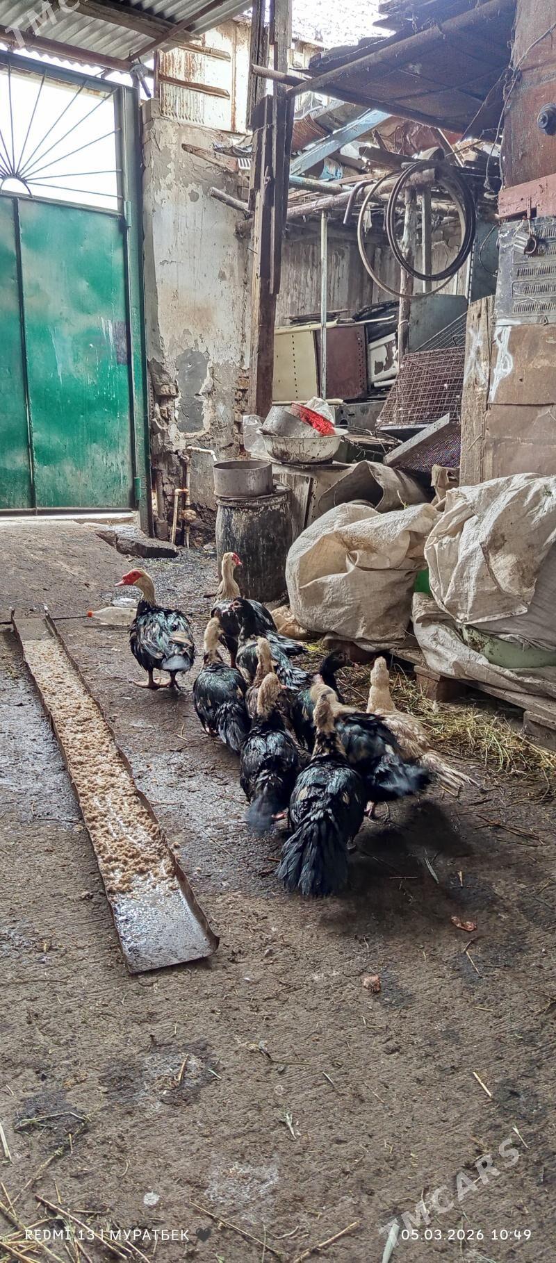 Ordekler - Туркменабат - img 1