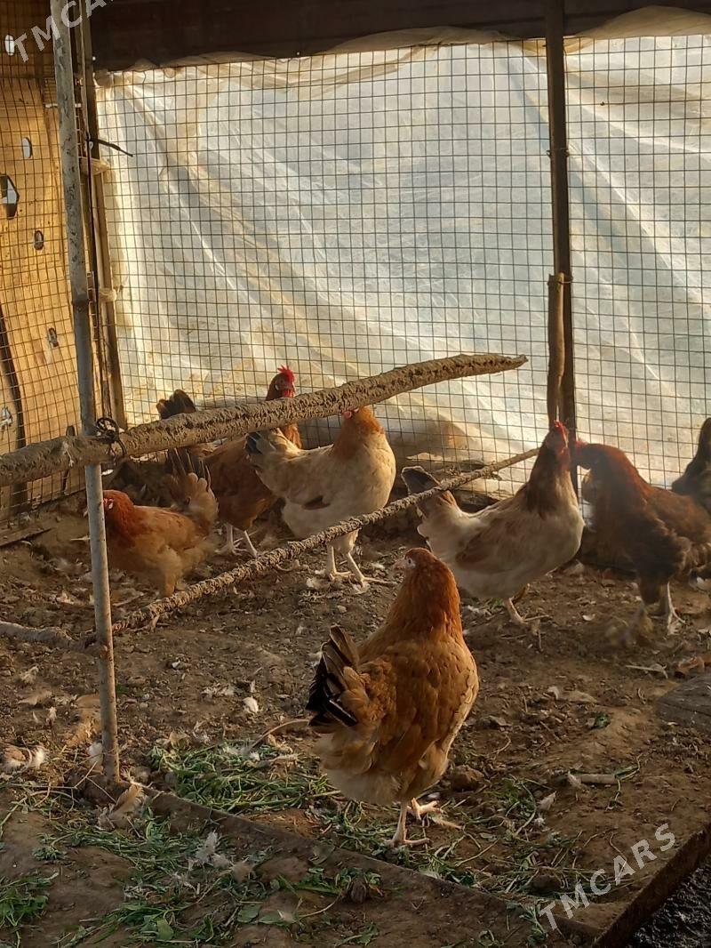 Guzlap duran towuklar - Ашхабад - img 1