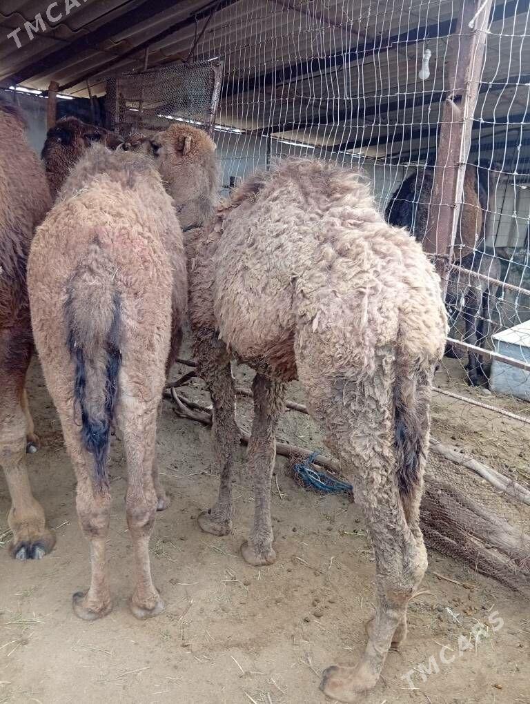 Torumlar - Tejen - img 1