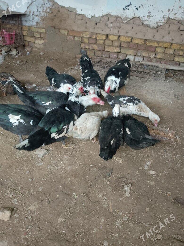 İNDAWUTGA GAZ - Теджен - img 1