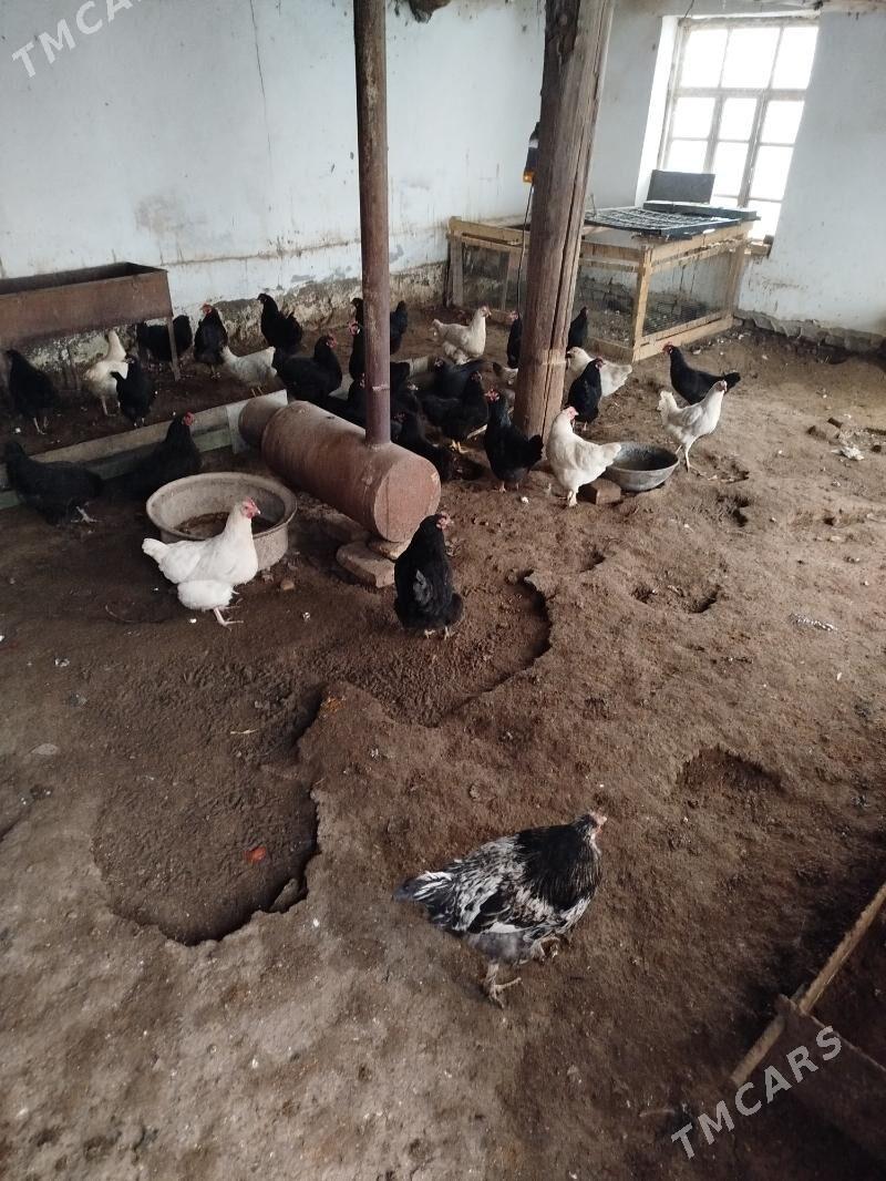 satlyk tovuklar - Туркменабат - img 1