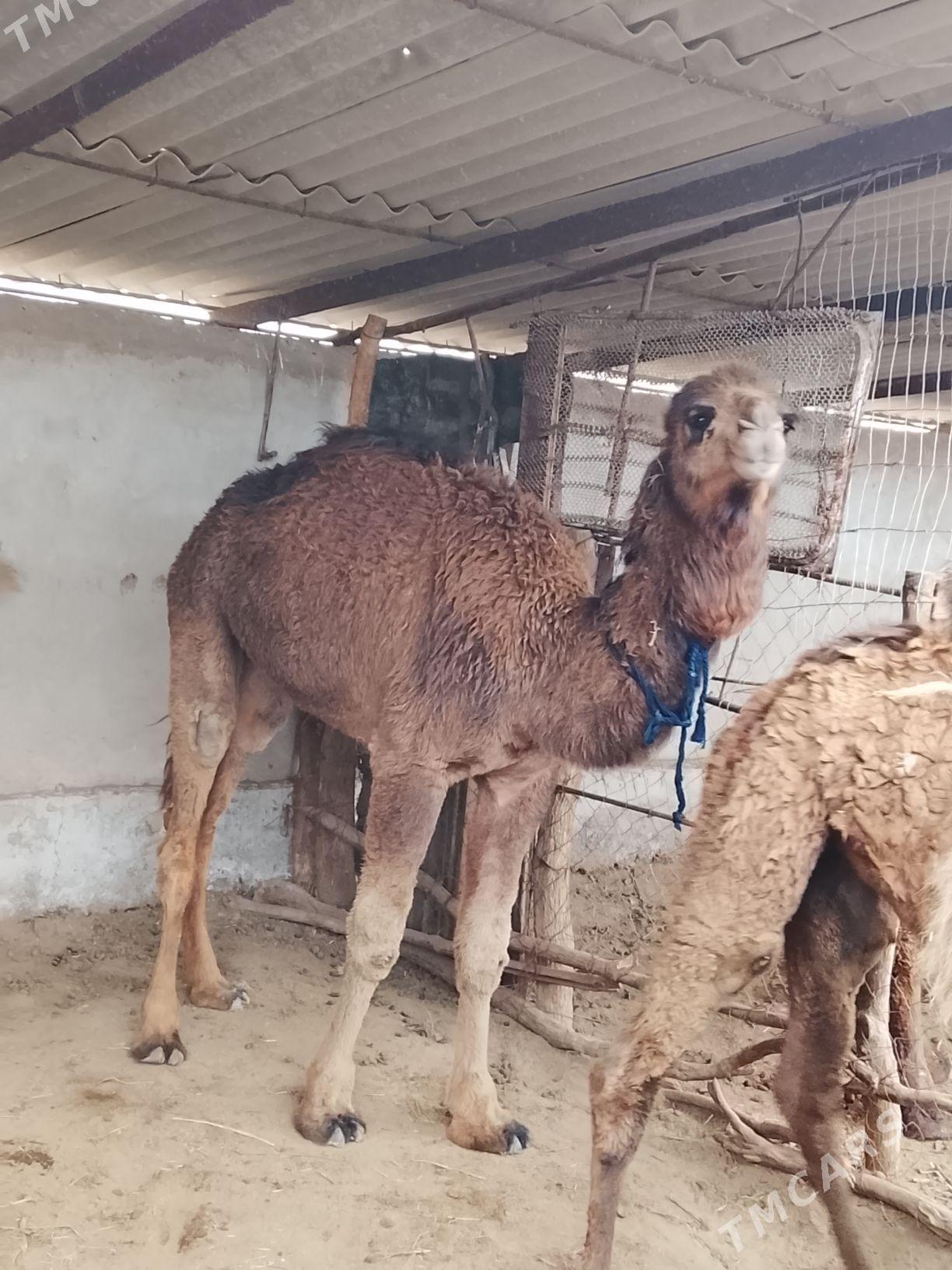 owsuklar - Tejen - img 1