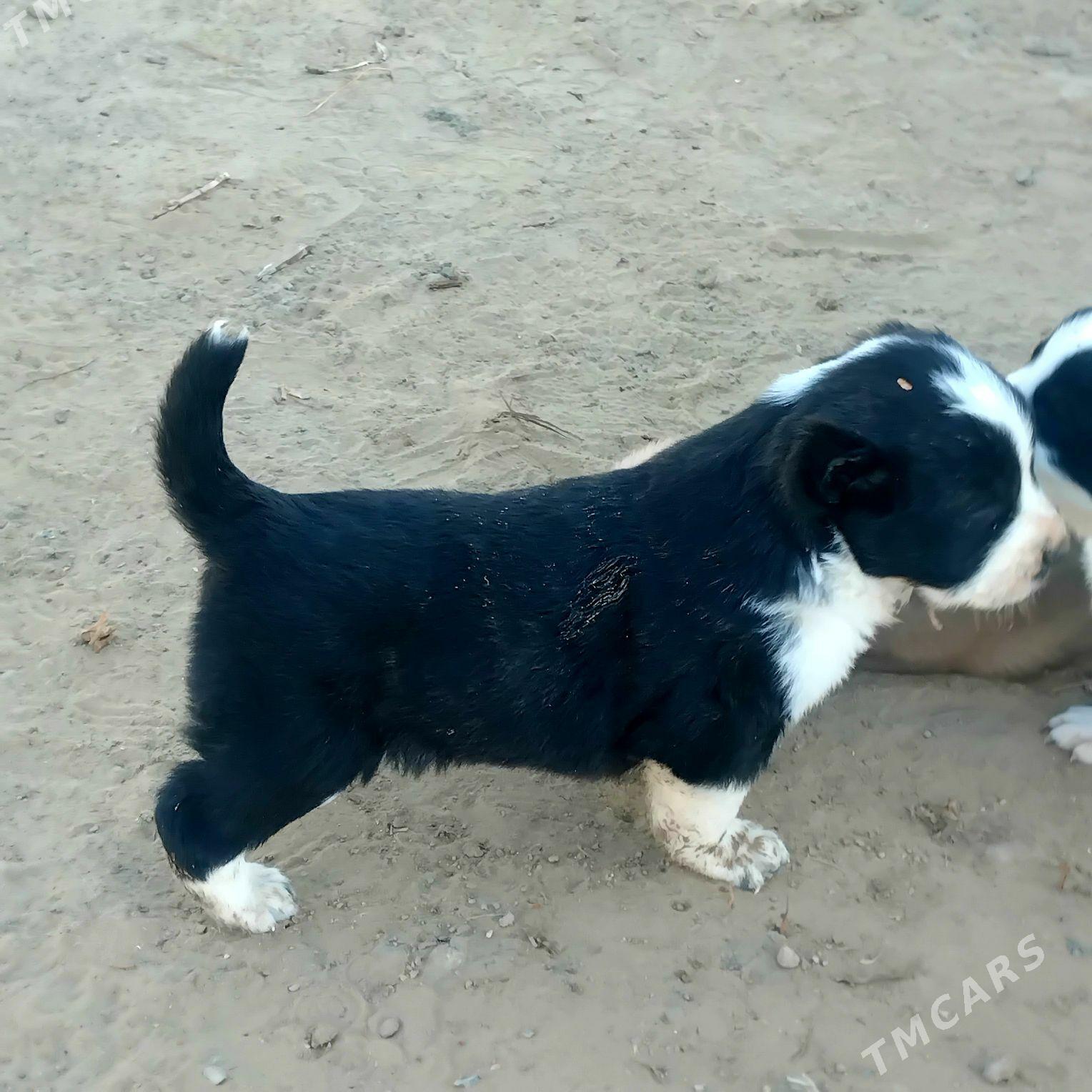 alabay - Mary - img 1